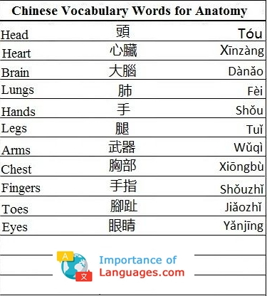 Chinese Words for Anatomy