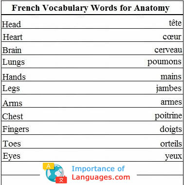 Learn Common Basic French Words French Words for Anatomy